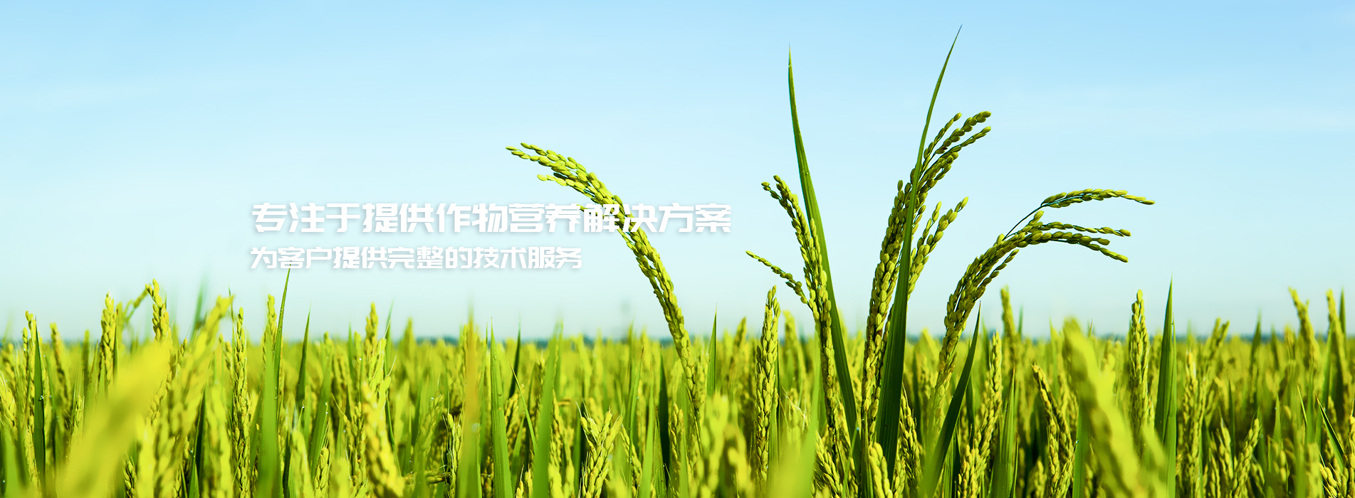 Banner002385-img1.jpg